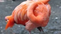 Miért flamingos szerelem áll az egyik lábon